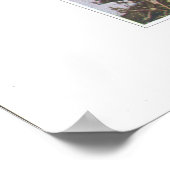 Poster Herbe de campagne ou de prairie - Cerastium arvens (Coin)