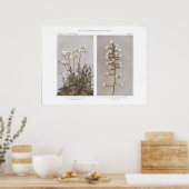 Poster Herbe de campagne ou de prairie - Cerastium arvens (Cuisine)