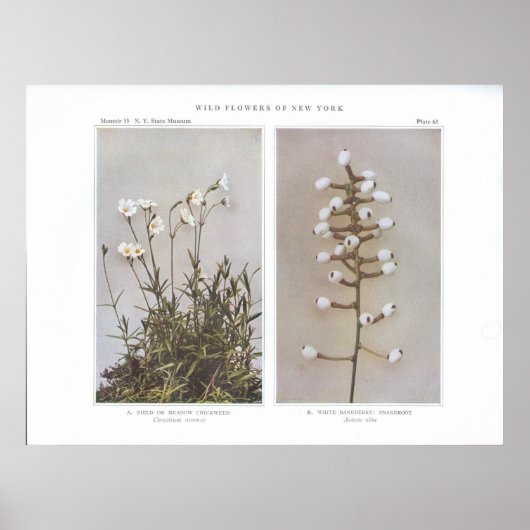 Poster Herbe de campagne ou de prairie - Cerastium arvens (Devant)