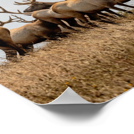 POSTER HERBE DE CERF (Coin)