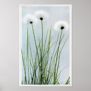 Poster Herbe de coton Sheathée