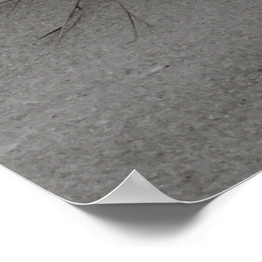 Poster Herbe de plage (Coin)