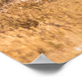 POSTER HERBE DE ZEBRAS (Coin)