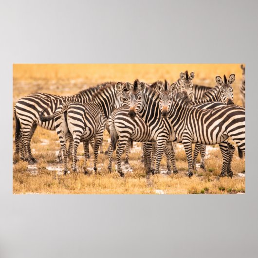 POSTER HERBE DE ZEBRAS (Devant)