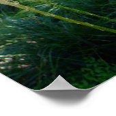 Poster Herbe d'ours 2 (Coin)