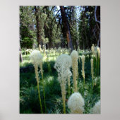 Poster Herbe d'ours 2 (Devant)