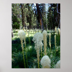 Poster Herbe d'ours 2
