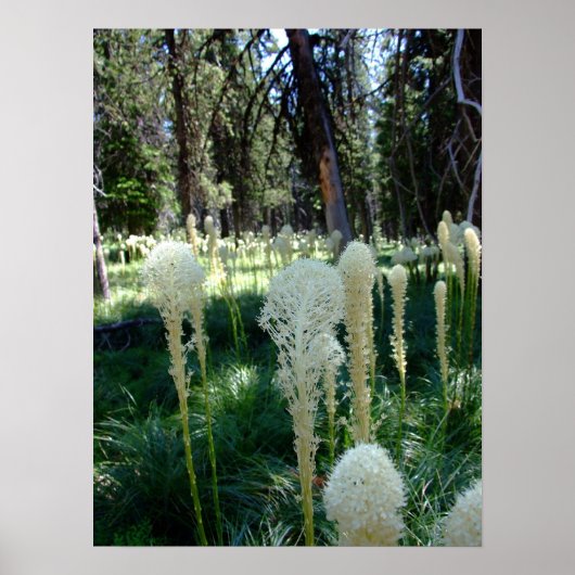 Poster Herbe d'ours 2 (Devant)