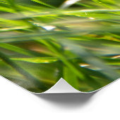 Poster Herbe fraîche du matin d'été (Coin)