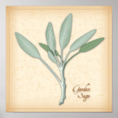 Poster Herbe Garden Sage (Devant)