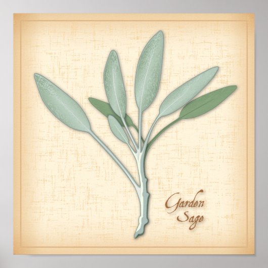 Poster Herbe Garden Sage (Devant)