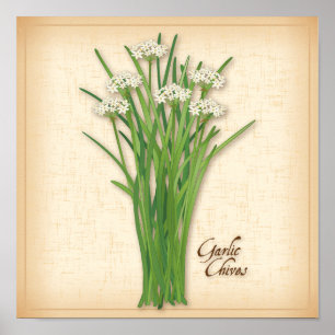 Poster Herbe Garlic Chives