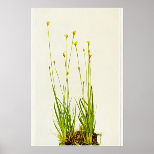 Poster Herbe jaune (Devant)