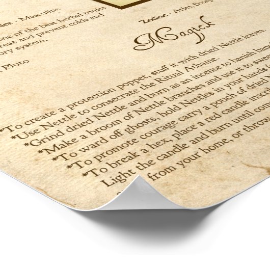 POSTER HERBE MAGICK NETTLE (Coin)