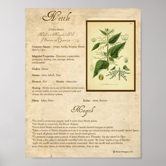 POSTER HERBE MAGICK NETTLE (Devant)