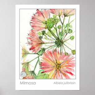 Poster Herbe médicinale Mimosa Plante Fleurs roses