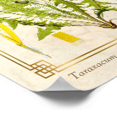 Poster Herbe médicinale vintage Dandelion Fleur Botanique (Coin)