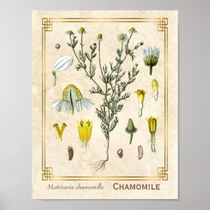 Poster Herbe médicinale Vintage Fleur de chamomille Botan