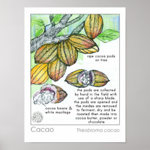 Poster Herbe Plante au chocolat Cacao Cocaca