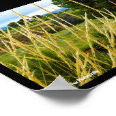Poster Herbe sauvage de campagne (Coin)