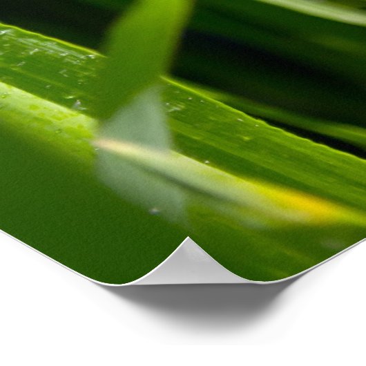 Poster Herbe verte (Coin)