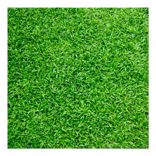 Poster Herbe verte (Devant)