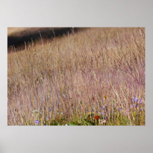 Poster Herbe violette et fleurs sauvages