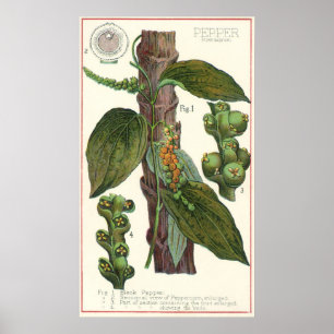 Poster Herbes alimentaires vintages épices, poivre noir P