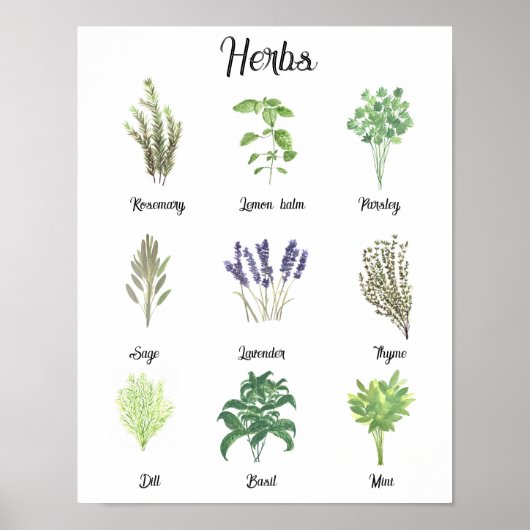 Poster Herbes Aquarelle Sage Thyme Rosemary Cuisine (Devant)