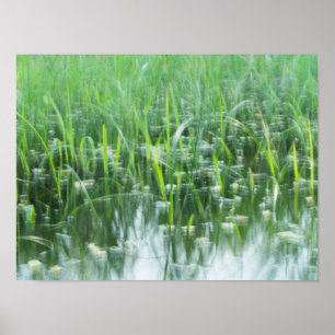 Poster Herbes dansantes