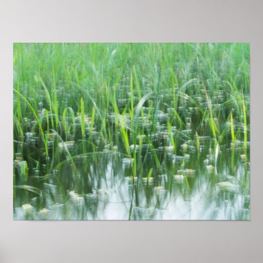 Poster Herbes dansantes (Devant)