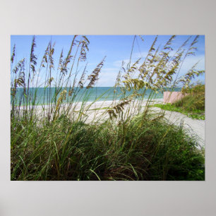 Poster Herbes de mer