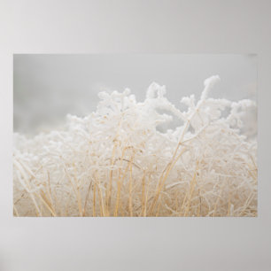 Poster Herbes d'hiver givré