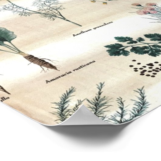 Poster Herbes Plantes Fleurs (Coin)