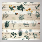 Poster Herbes Plantes Fleurs (Devant)