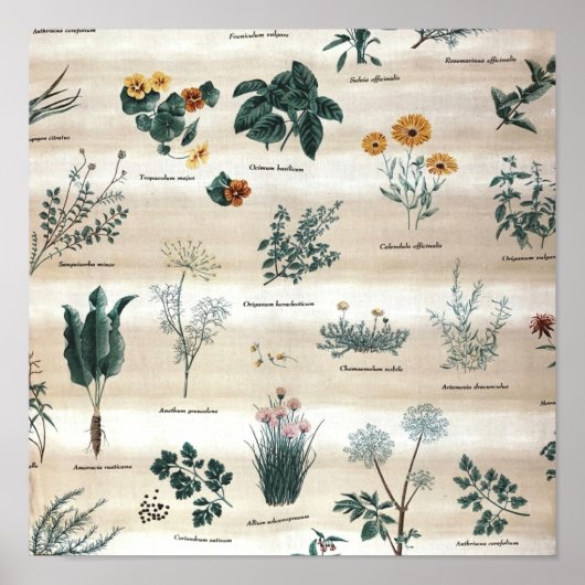 Poster Herbes Plantes Fleurs (Devant)