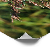 Poster Herbes séchées à plumes Gros plan Nature (Coin)