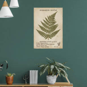 Poster Herbier de fougère botanique vintage des Highlands
