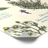Poster Herbier de jardin médicinal sur fond blanc cassé (Coin)