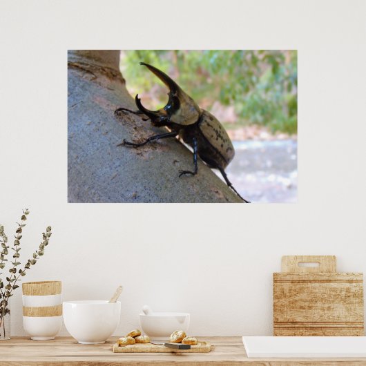 Poster Hercules Beetle (Cuisine)