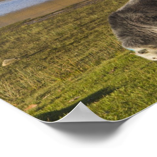 Poster Herdwick brebis à Friars Crag, Derwentwater, 2 (Coin)