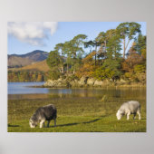 Poster Herdwick brebis à Friars Crag, Derwentwater, 2 (Devant)