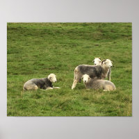 Poster Herdwick Sheep