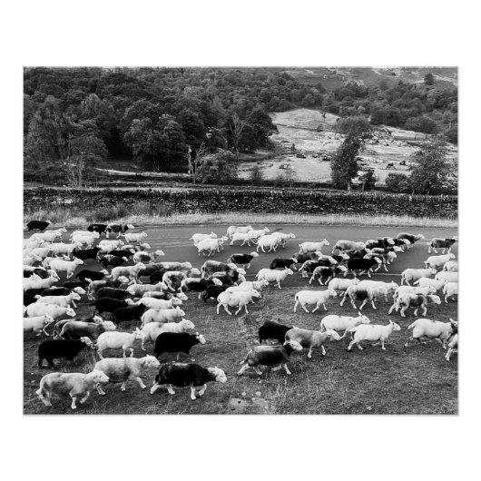 Poster Herdwick Sheep (Devant)