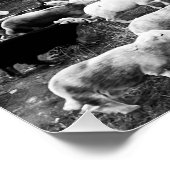 Poster Herdwick Sheep (Coin)