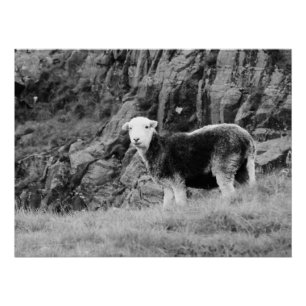 Poster Herdwick Sheep