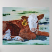 Poster Hereford Calf (Devant)
