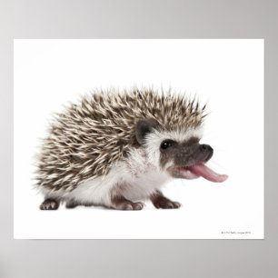 Poster Hérisson à quatre pattes - Atelerix albiventris