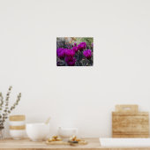 Poster Hérisson Cactus Fleurs magenta Arizona Sud-ouest (Cuisine)