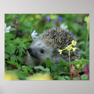 Poster Hérisson dans les fleurs des bois